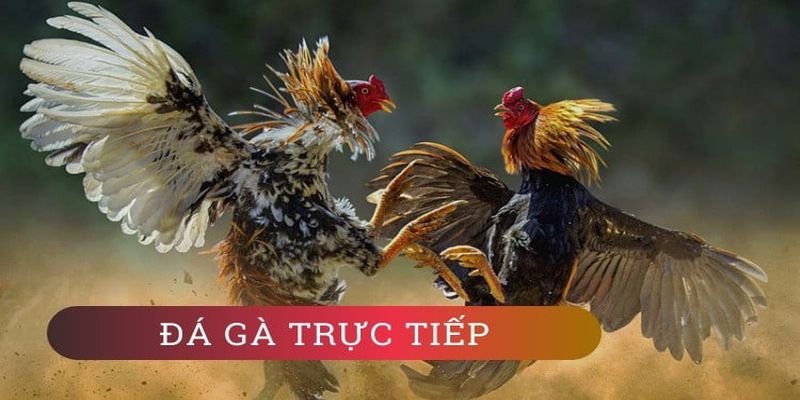 Hướng dẫn đăng ký tài khoản cá cược của Công ty cá cược Bj88 - Bj88