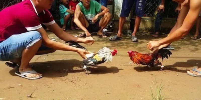 Quy trình giao dịch đối với Benbet là gì? - Benbet