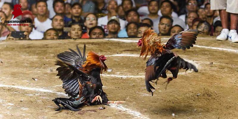 Vg99 cung cấp dịch vụ thông qua nền tảng trực tuyến - Vg99